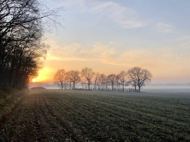 Winter in het buurtbos.
