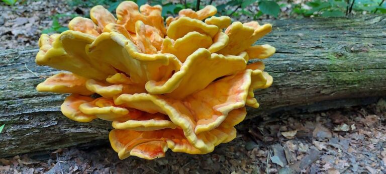 HERFSTWANDELINGEN  IN HET LUNTERSCHE BUURTBOSCH