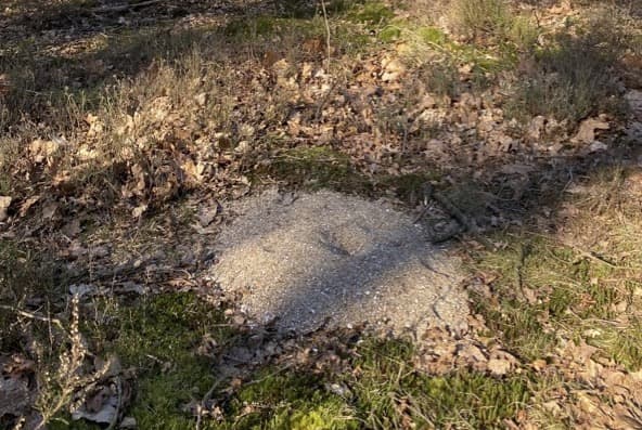 Schelpengruis helpt vogels op de Veluwe