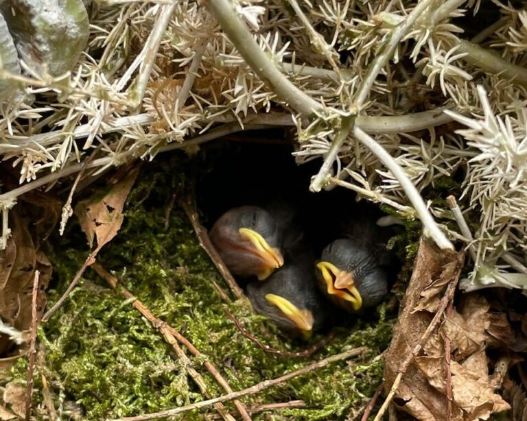 Lente geluk
