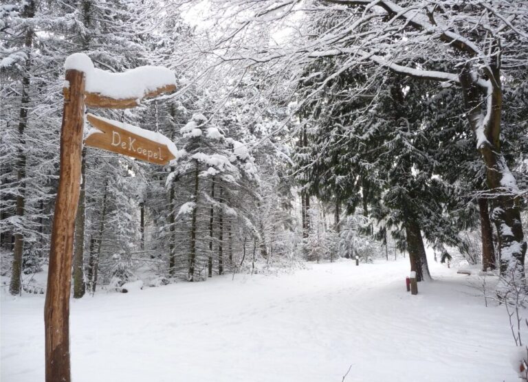 Afgevallen takken in het bos: opletten!!